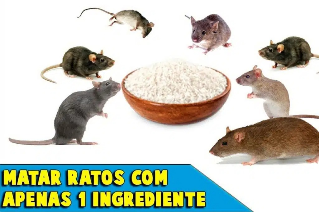 como-acabar-com-os-ratos-04041-1