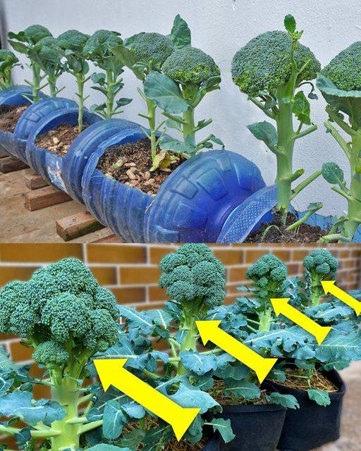 Cultivando Brócolis em Casa: Um Guia Passo a Passo