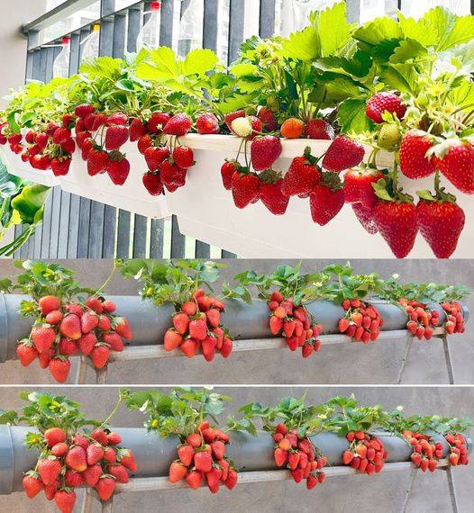 Cultivando Morangos em Casa: Um Guia para Colher Frutas Frescas e Saborosas