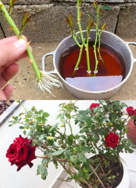 Guia: Como Plantar Rosas e Desfrutar de Sua Beleza