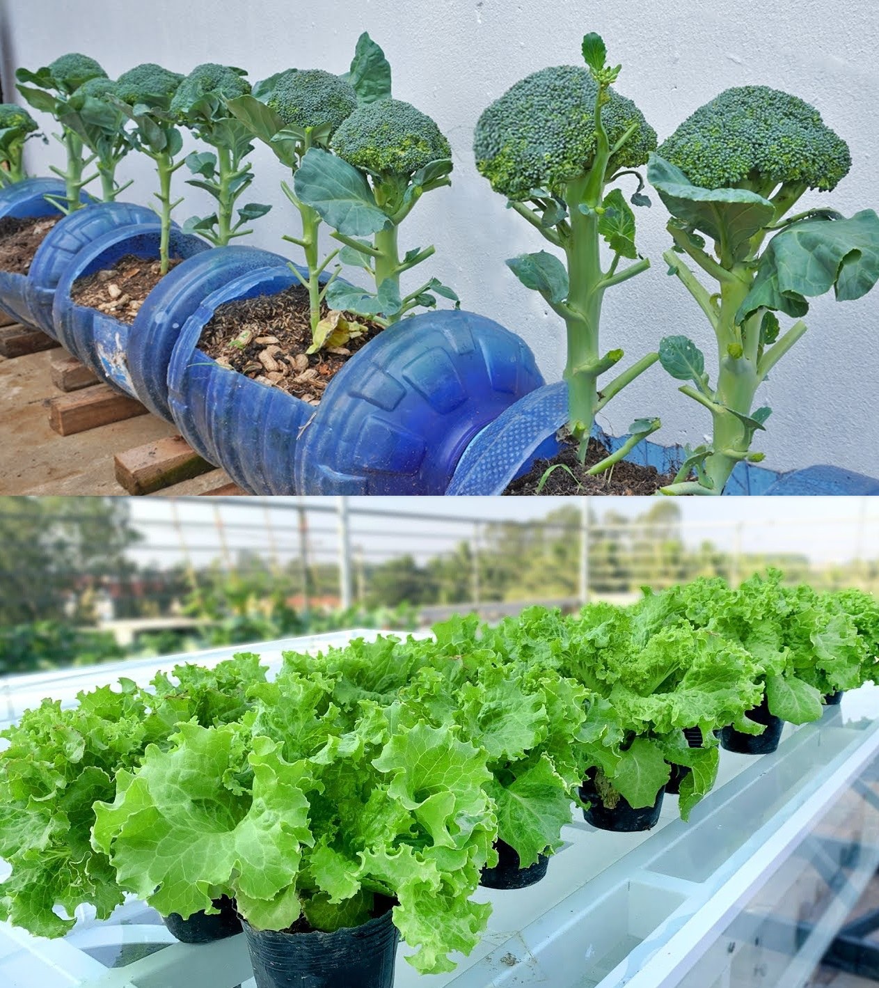 10 Vegetais para Cultivar Sem Muito Sol Em Casa
