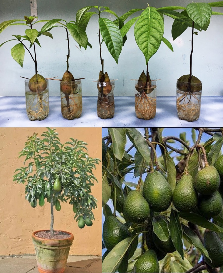 Cultivando Abacate em um Jarro em Casa